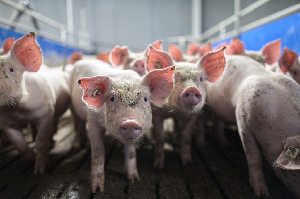 Pigs on a pig farm stand together; one looks at the camera