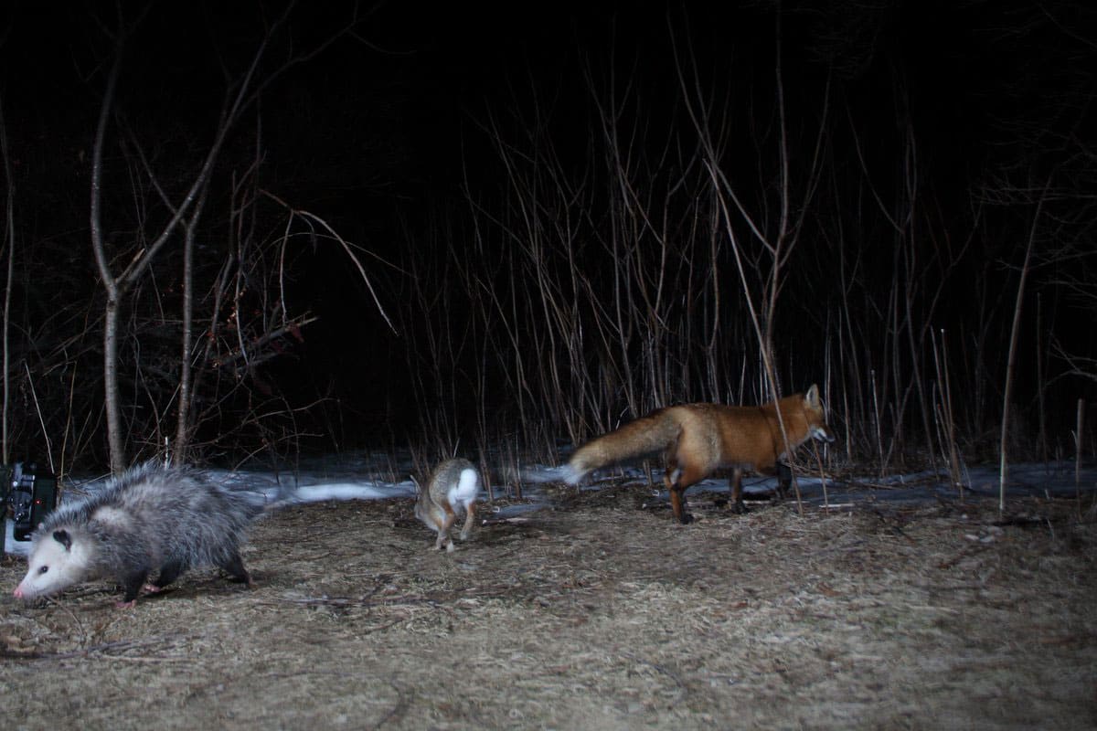 Unexpected Photos Captured On Trail Cams - Family And Pets